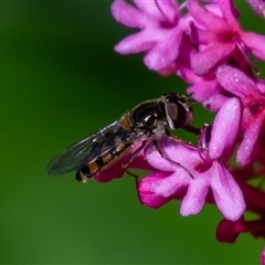 Melangyna viridiceps (Hover fly) at Wallaroo, NSW - 23 Oct 2024 by Jek