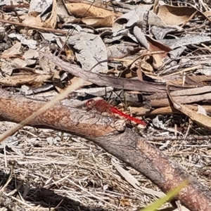 Diplacodes haematodes at Bungendore, NSW - 24 Oct 2024