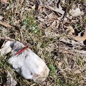 Diplacodes haematodes at Bungendore, NSW - 24 Oct 2024