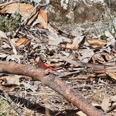 Diplacodes haematodes at Bungendore, NSW - suppressed