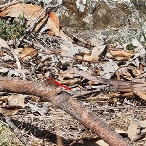 Diplacodes haematodes at Bungendore, NSW - suppressed