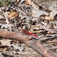 Diplacodes haematodes at Bungendore, NSW - 24 Oct 2024