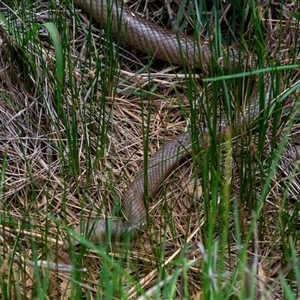 Pseudonaja textilis at Wallaroo, NSW - 23 Oct 2024 12:57 PM