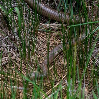 Pseudonaja textilis (Eastern Brown Snake) at Wallaroo, NSW - 23 Oct 2024 by Jek