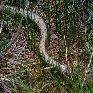 Pseudonaja textilis at Wallaroo, NSW - 23 Oct 2024