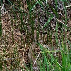 Pseudonaja textilis at Wallaroo, NSW - 23 Oct 2024