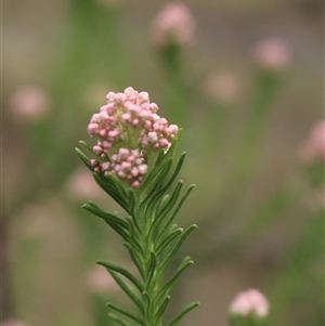 Ozothamnus diosmifolius at Gundaroo, NSW - 23 Oct 2024