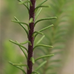 Ozothamnus diosmifolius at Gundaroo, NSW - suppressed