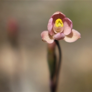 Thelymitra carnea at Gundaroo, NSW - suppressed