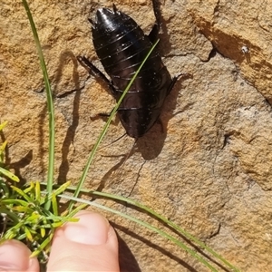 Platyzosteria melanaria at suppressed - suppressed