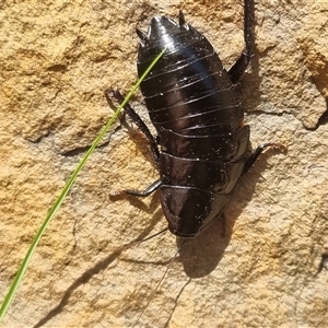 Platyzosteria melanaria at suppressed - suppressed