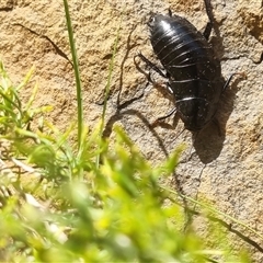 Platyzosteria melanaria at suppressed - suppressed