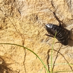 Platyzosteria melanaria at suppressed - suppressed