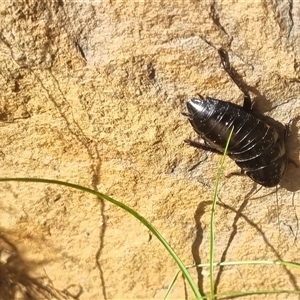 Platyzosteria melanaria at suppressed - suppressed