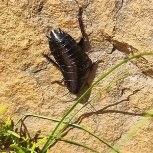 Platyzosteria melanaria at suppressed - suppressed