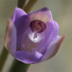 Thelymitra sp. aff. cyanapicata (Blue Top Sun-orchid) at Gundaroo, NSW - 17 Oct 2024 by MaartjeSevenster