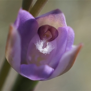 Thelymitra sp. aff. cyanapicata at suppressed - 17 Oct 2024