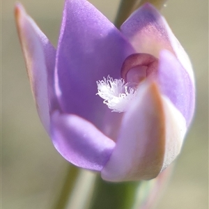 Thelymitra sp. aff. cyanapicata at suppressed - 17 Oct 2024