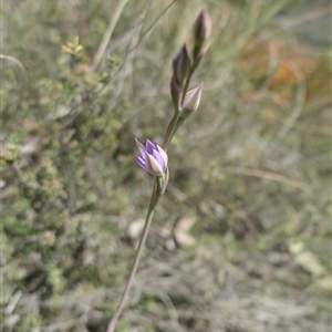 Thelymitra sp. aff. cyanapicata at suppressed - 17 Oct 2024