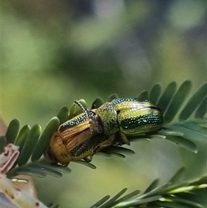 Calomela vittata at Bungendore, NSW - suppressed