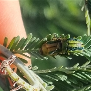 Calomela vittata at Bungendore, NSW - suppressed