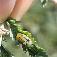 Calomela vittata at Bungendore, NSW - suppressed