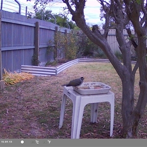 Manorina melanocephala at North Albury, NSW - suppressed