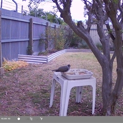 Manorina melanocephala at North Albury, NSW - suppressed