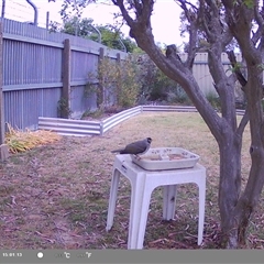 Manorina melanocephala at North Albury, NSW - suppressed