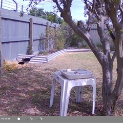 Rhipidura leucophrys (Willie Wagtail) at North Albury, NSW - 17 Oct 2024 by Darcy