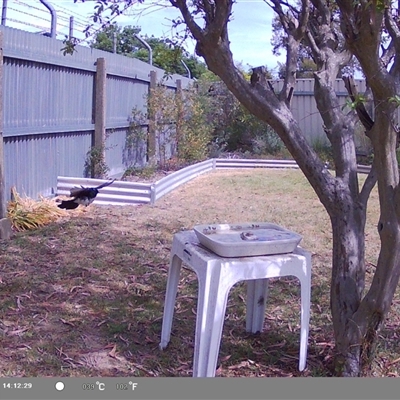 Rhipidura leucophrys (Willie Wagtail) at North Albury, NSW - 17 Oct 2024 by Darcy