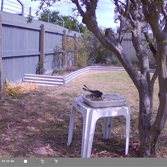 Rhipidura leucophrys at North Albury, NSW - suppressed