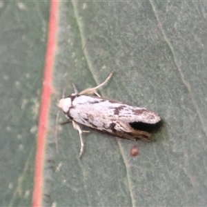 Eusemocosma pruinosa at Hughes, ACT - 24 Oct 2024