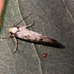 Eusemocosma pruinosa at Hughes, ACT - 24 Oct 2024