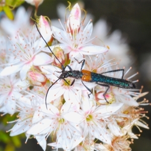 Oroderes humeralis at Uriarra Village, ACT - 24 Oct 2024