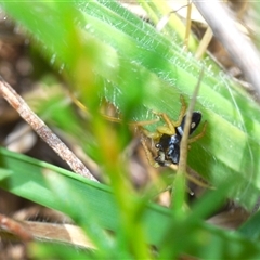 Maratus hesperus at Uriarra Village, ACT - 24 Oct 2024