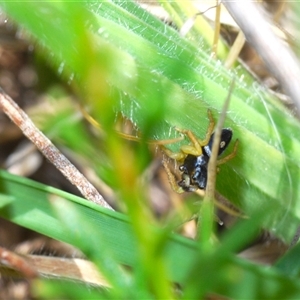 Maratus hesperus at Uriarra Village, ACT - 24 Oct 2024