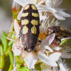 Castiarina decemmaculata at Uriarra Village, ACT - 24 Oct 2024 03:49 PM