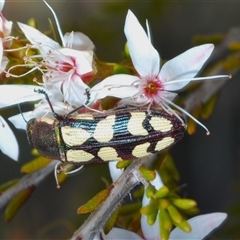 Castiarina decemmaculata at Uriarra Village, ACT - 24 Oct 2024