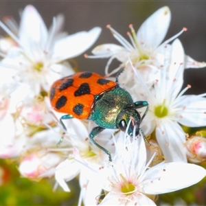 Castiarina octomaculata at Uriarra Village, ACT - 24 Oct 2024