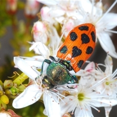 Castiarina octomaculata at Uriarra Village, ACT - 24 Oct 2024