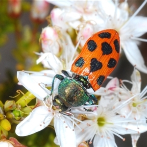 Castiarina octomaculata at Uriarra Village, ACT - 24 Oct 2024