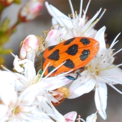 Castiarina octomaculata at Uriarra Village, ACT - 24 Oct 2024