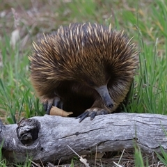 Tachyglossus aculeatus (Short-beaked Echidna) at Throsby, ACT - 22 Oct 2024 by TimL