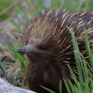 Tachyglossus aculeatus at Throsby, ACT - 23 Oct 2024