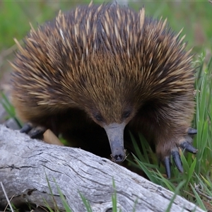 Tachyglossus aculeatus at Throsby, ACT - 23 Oct 2024