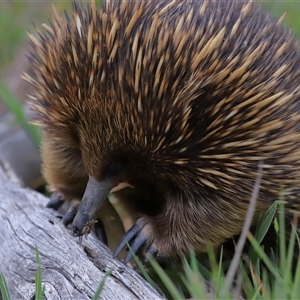 Tachyglossus aculeatus at Throsby, ACT - 23 Oct 2024