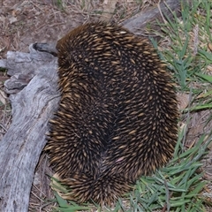 Tachyglossus aculeatus at Throsby, ACT - 23 Oct 2024