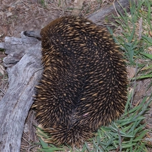 Tachyglossus aculeatus at Throsby, ACT - 23 Oct 2024