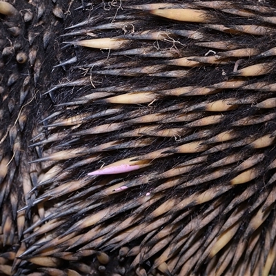 Tachyglossus aculeatus (Short-beaked Echidna) at Throsby, ACT - 23 Oct 2024 by TimL